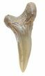 Hemipristis Shark Lower Anterior Tooth - Maryland #42584-1